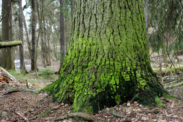 Pic: Big tree base