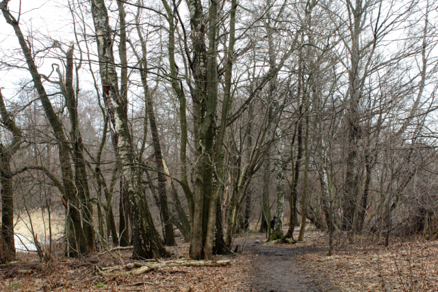 Pic: forest path by the shore